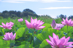 原市沼