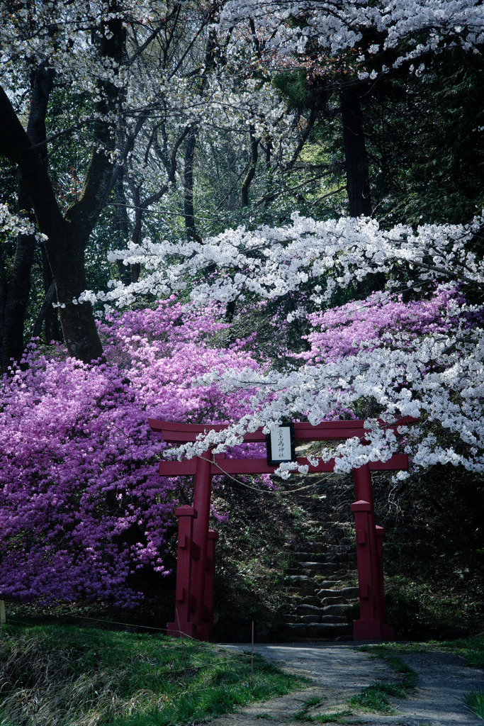 鳥居、桜、三葉躑躅