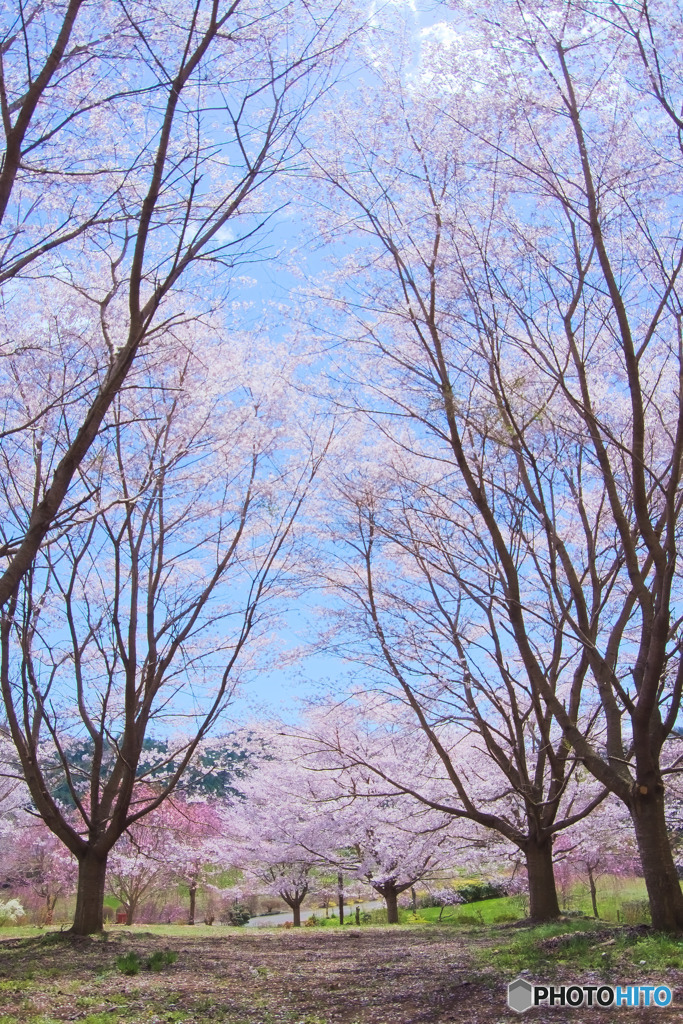 さくらの森