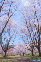さくらの森
