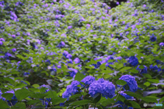 薬師池公園