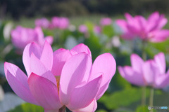 原市沼