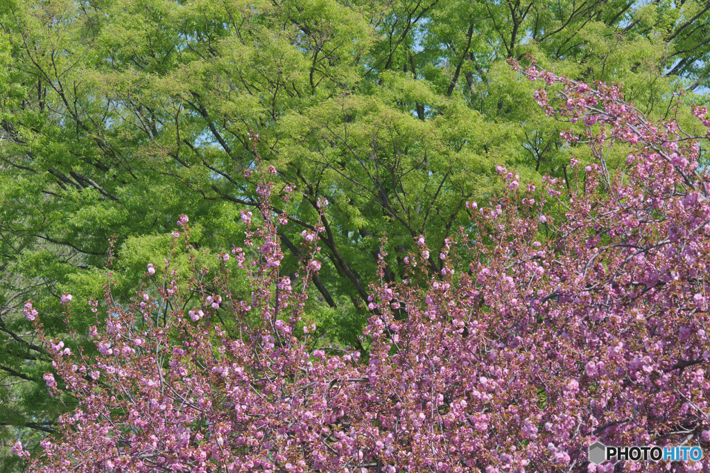 川越水上公園