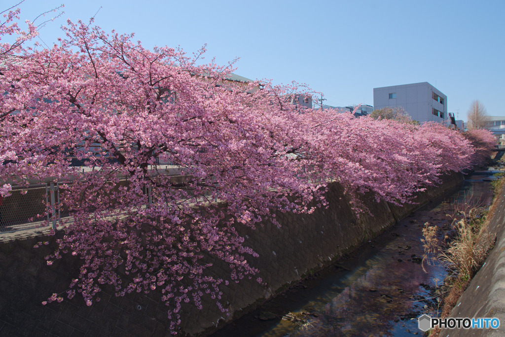 生田河津桜並木
