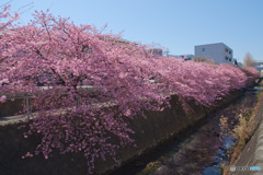 生田河津桜並木