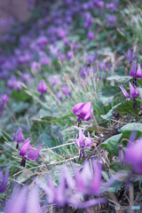 さやま花多来里の郷