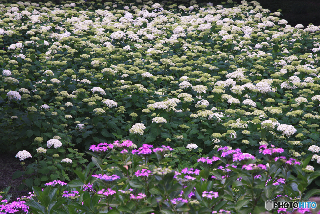 相模原北公園