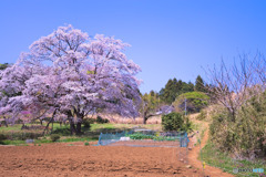 岩淵の一本桜