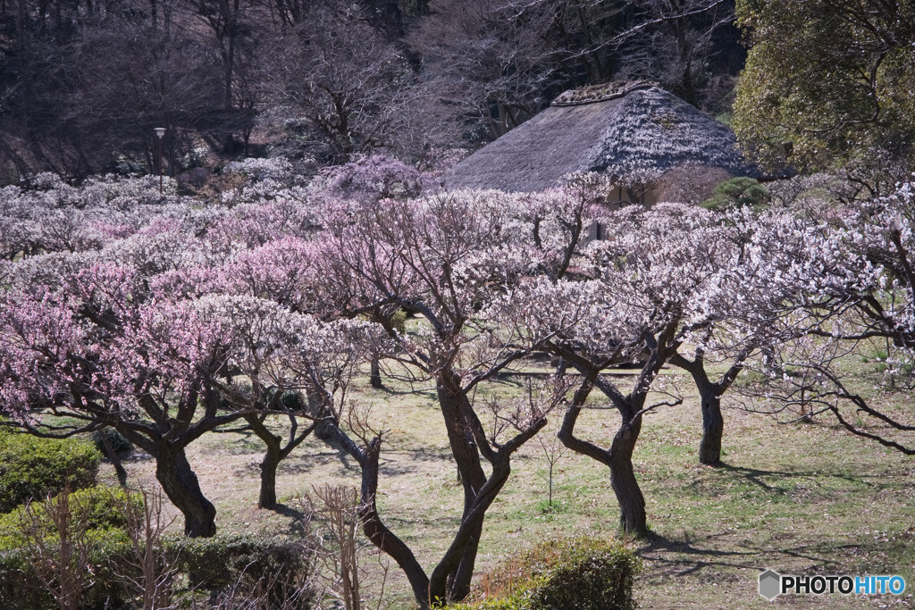 茅葺屋根