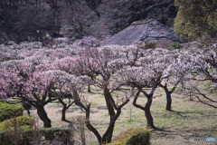 茅葺屋根