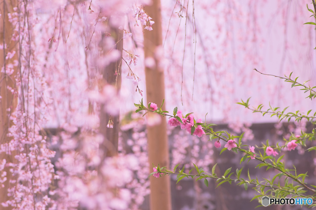 花桃と枝垂れ桜