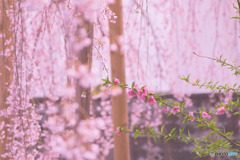 花桃と枝垂れ桜