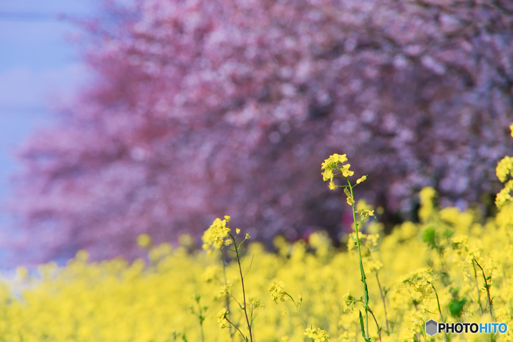 菜の花