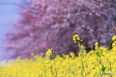 菜の花