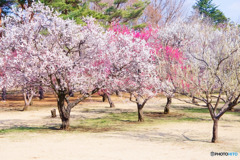 梅園