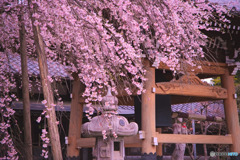 明見院の枝垂れ桜