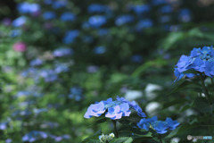 相模原麻溝公園