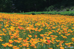 花の里長瀞