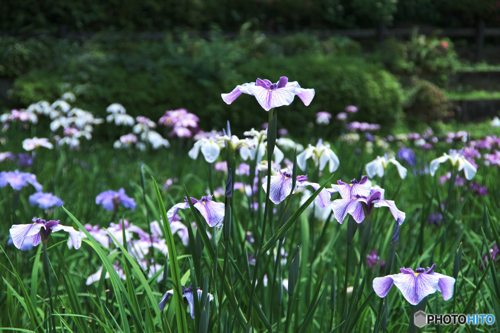 花菖蒲
