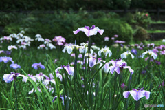 花菖蒲