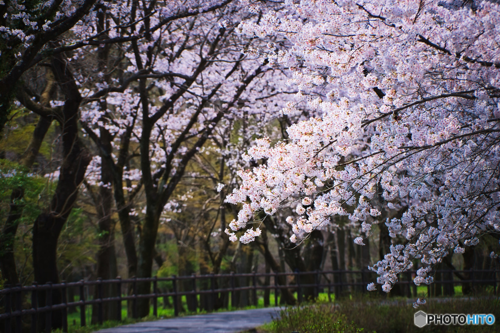 巾着田の桜