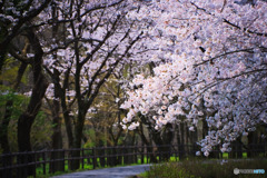巾着田の桜