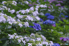 相模原麻溝公園