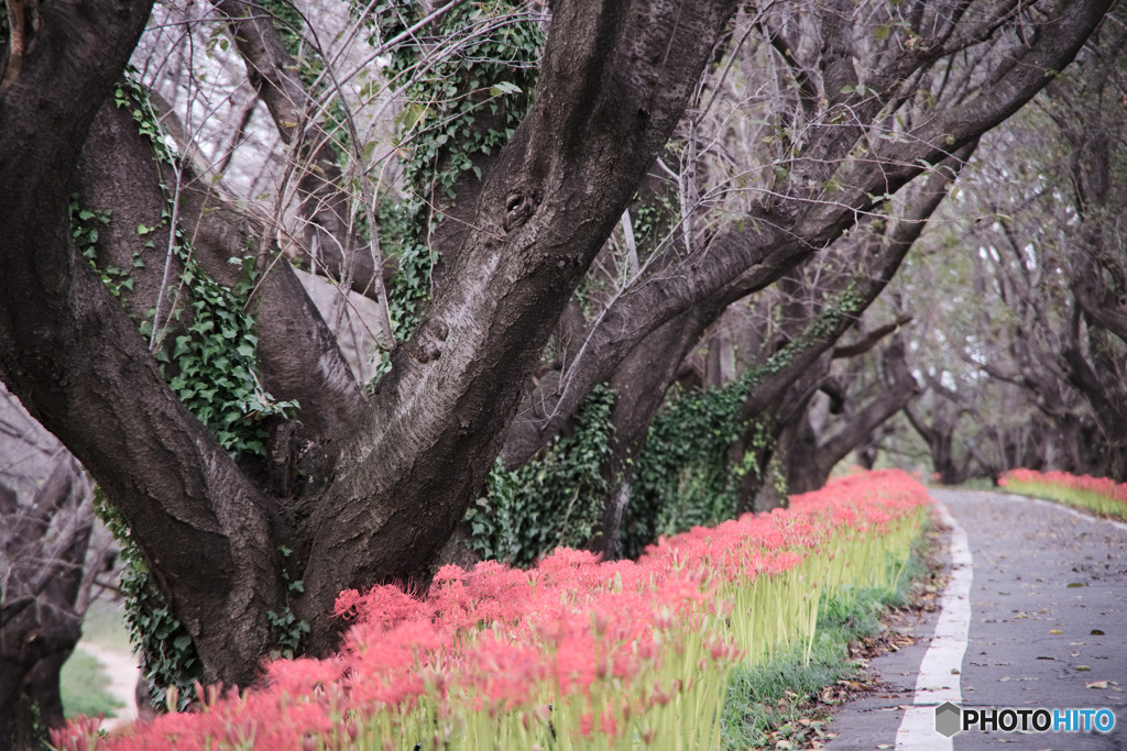 さくら堤公園の彼岸花