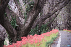 さくら堤公園の彼岸花
