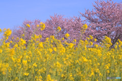 下加治の菜の花畑