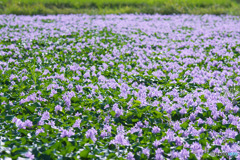 下八ツ林の花畑