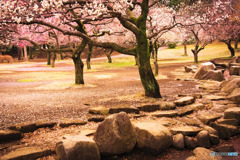 所沢航空記念公園の梅園