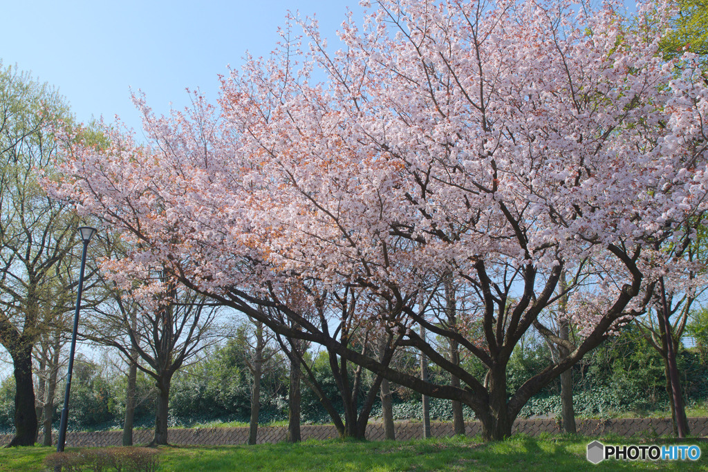 川越水上公園