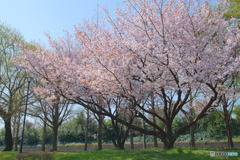 川越水上公園