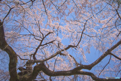 中院の桜