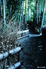 竹林公園