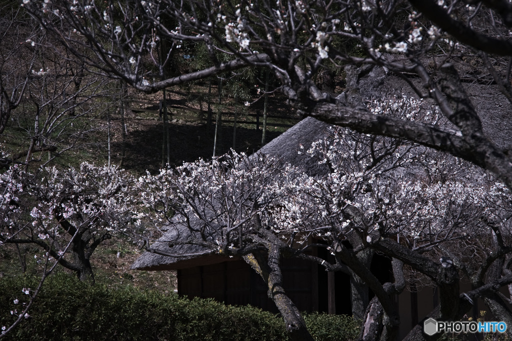 薬師池公園