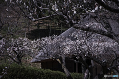 薬師池公園