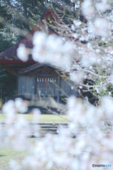 八幡神社（花桃の里）