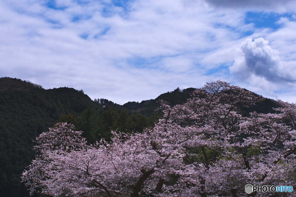 新福寺の桜