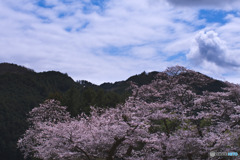 新福寺の桜
