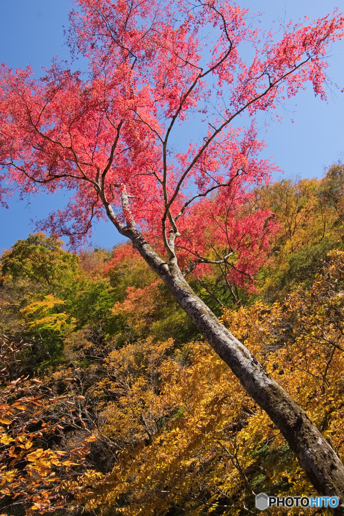 中津峡