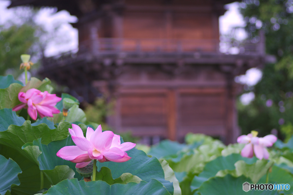 善長寺