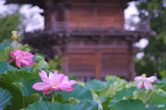 善長寺