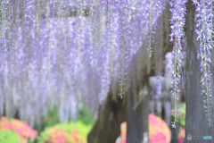 延命（ながらへ）の藤