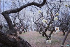 赤塚溜池公園
