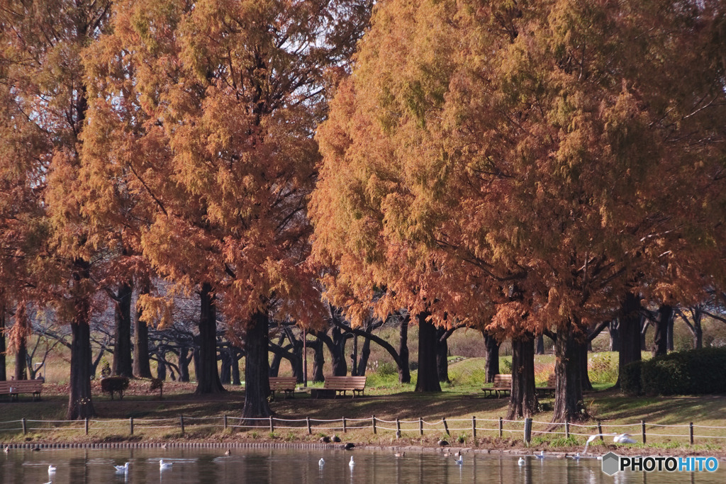 川越水上公園