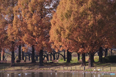 川越水上公園
