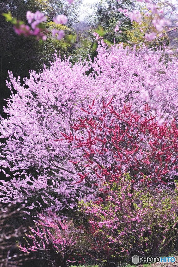 比良の丘の花桃