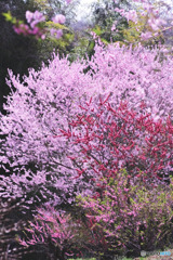 比良の丘の花桃
